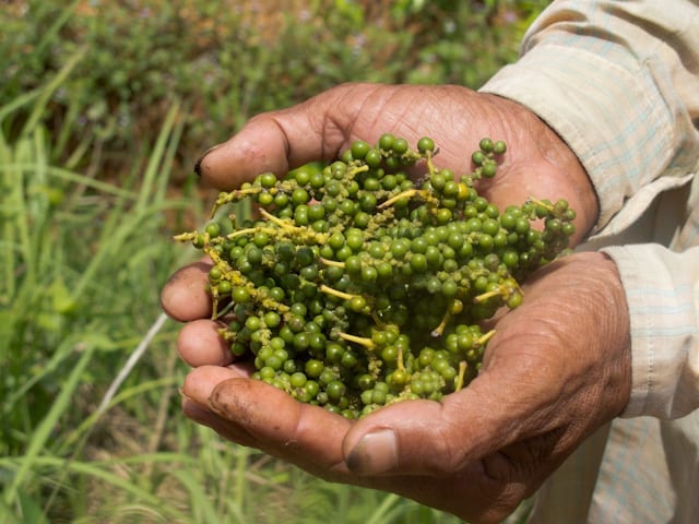 Poivre de Kampot vert